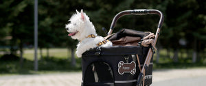 What Is the Best Pet for Kids? A Family Guide to Choosing the Right Companion